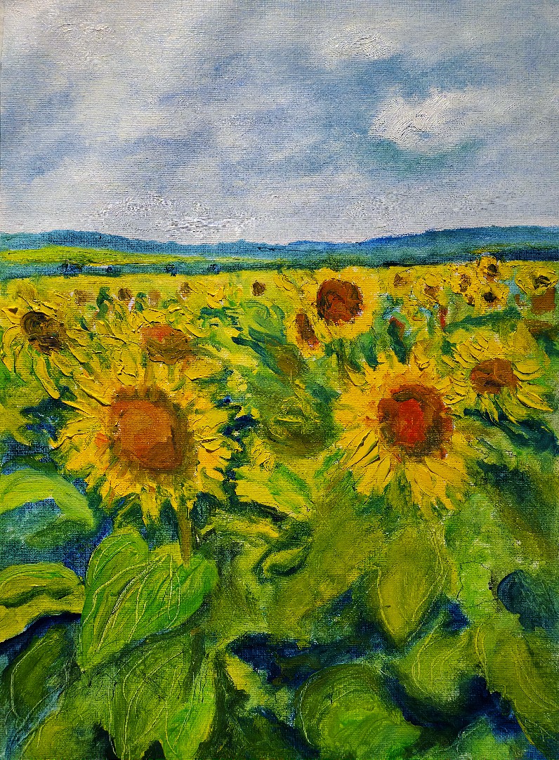 Le champ de tournesols