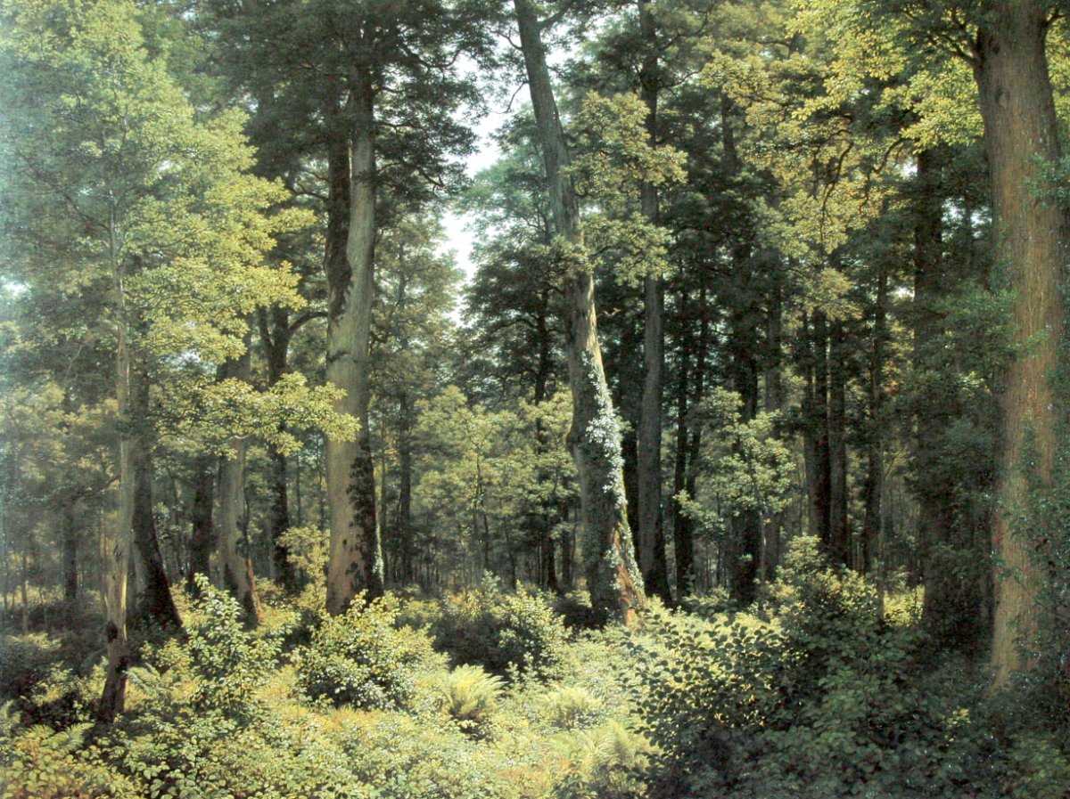 Eichenwald - la forêt de Chênes