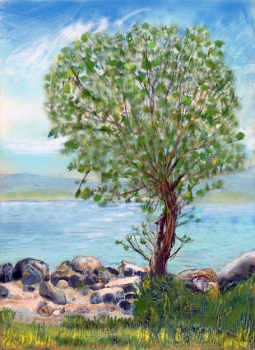 Un arbre sur les berges du lac - réf. CS4825DP